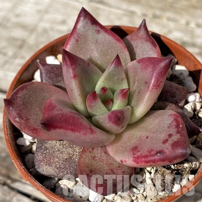 SH30460 Echeveria 'Taurus'