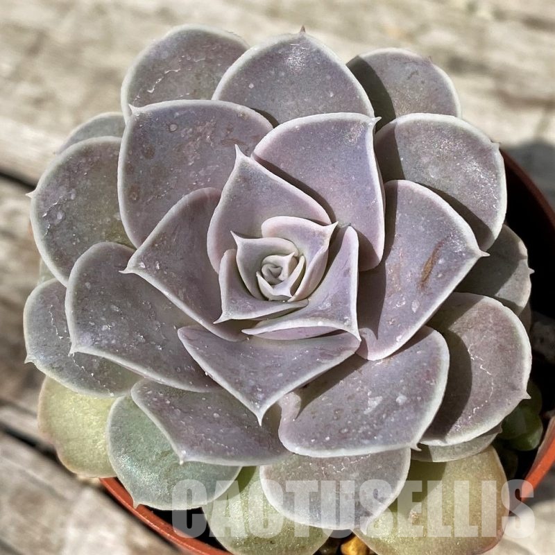 SH30461 Echeveria diffractens