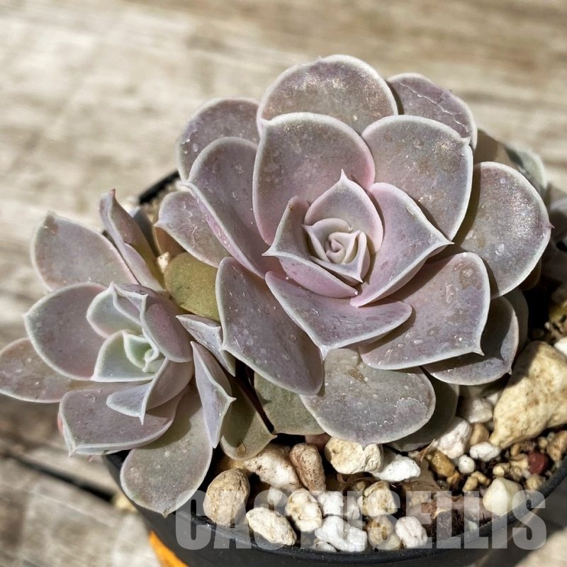 SH30462 Echeveria diffractens