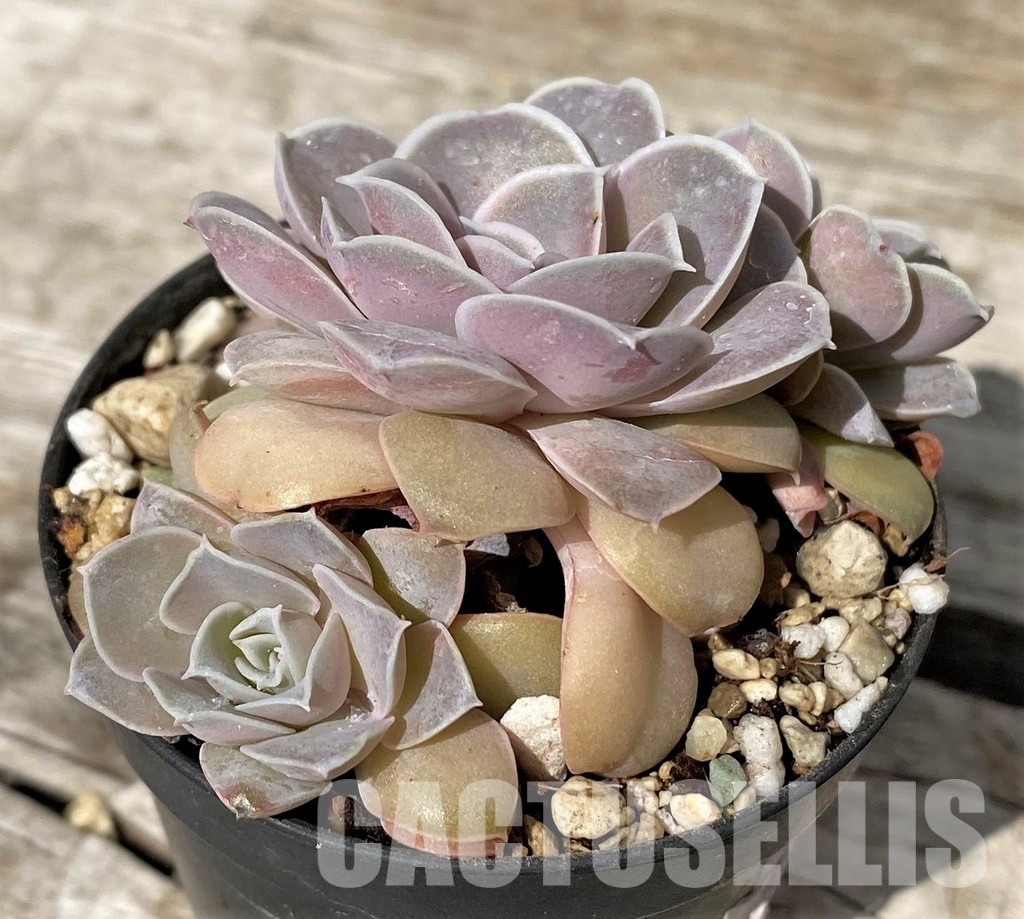 SH30462 Echeveria diffractens - Image 2