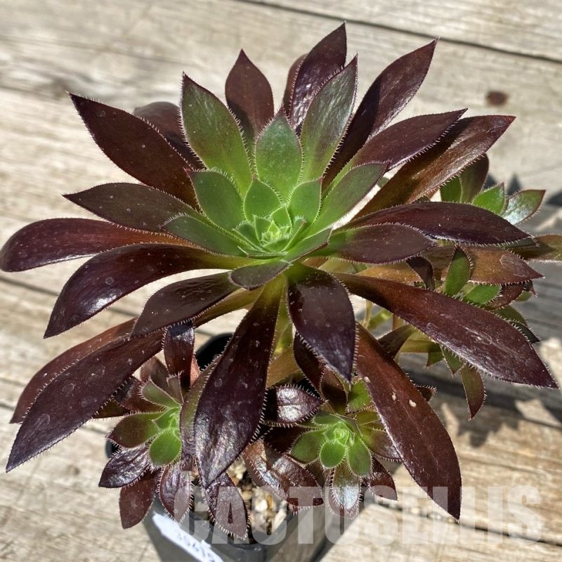 SH30415 Aeonium simsii x 'Zwartkop'