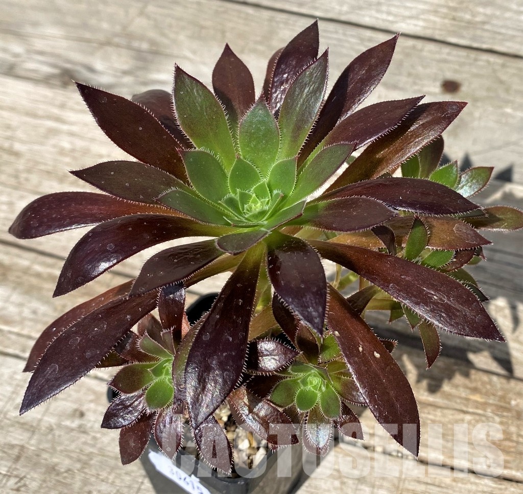 SH30415 Aeonium simsii x 'Zwartkop'