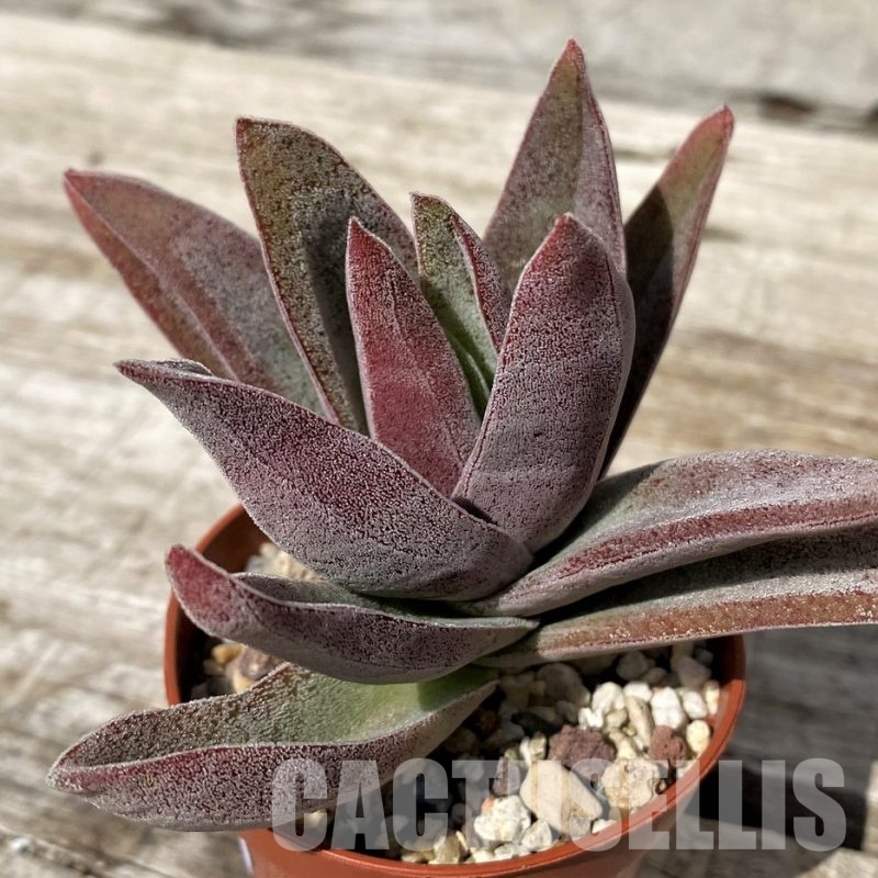 SH30464 Crassula ‘Garnet Lotus’