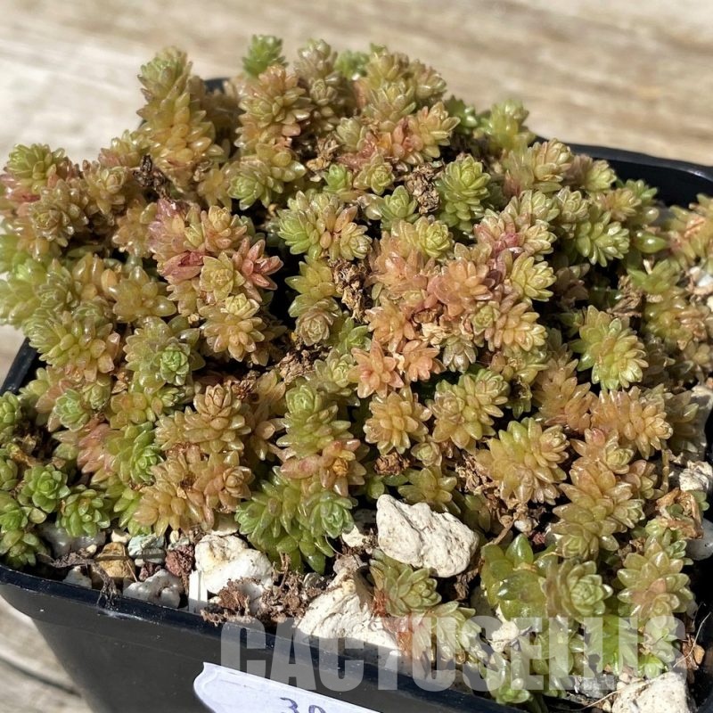 SH30465 Sedum compactum