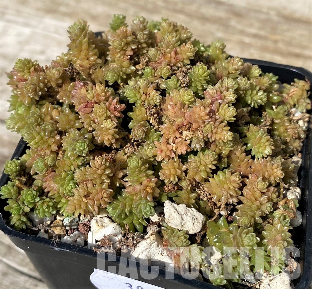 SH30465 Sedum compactum
