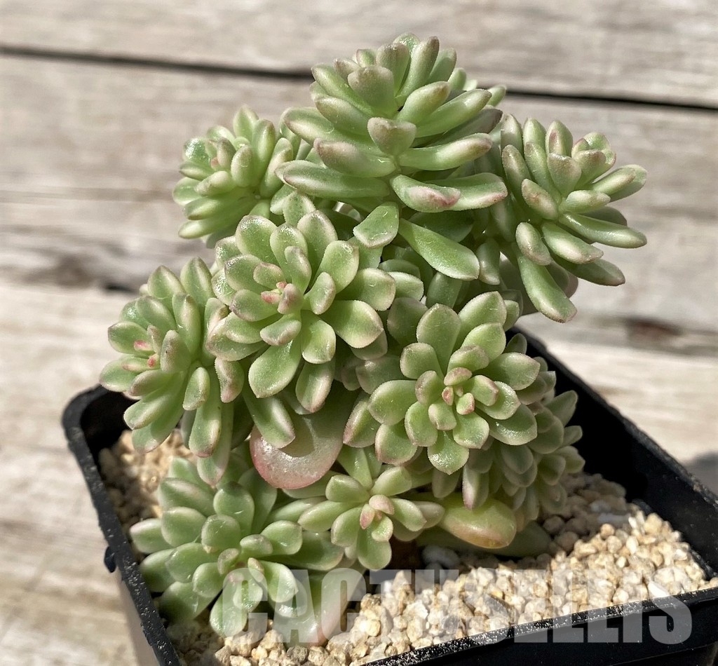 SH30466 Sedum ‘Joyce Tulloch’ f. variegata - Image 2