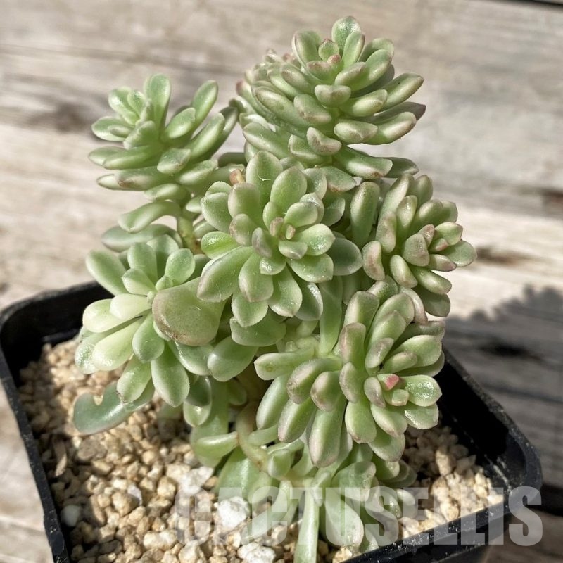 SH30466 Sedum ‘Joyce Tulloch’ f. variegata