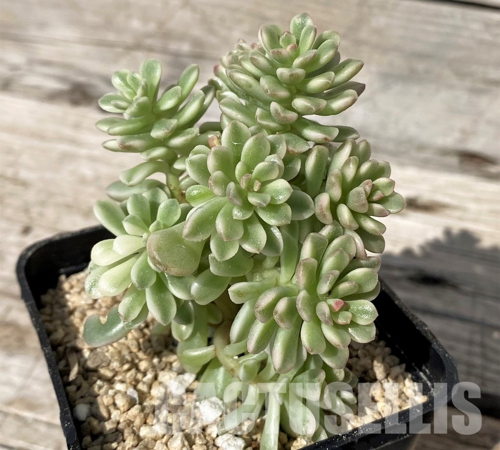 SH30466 Sedum ‘Joyce Tulloch’ f. variegata