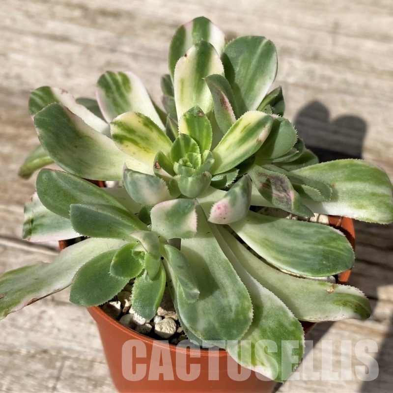 SH30467 Aeonium castello
