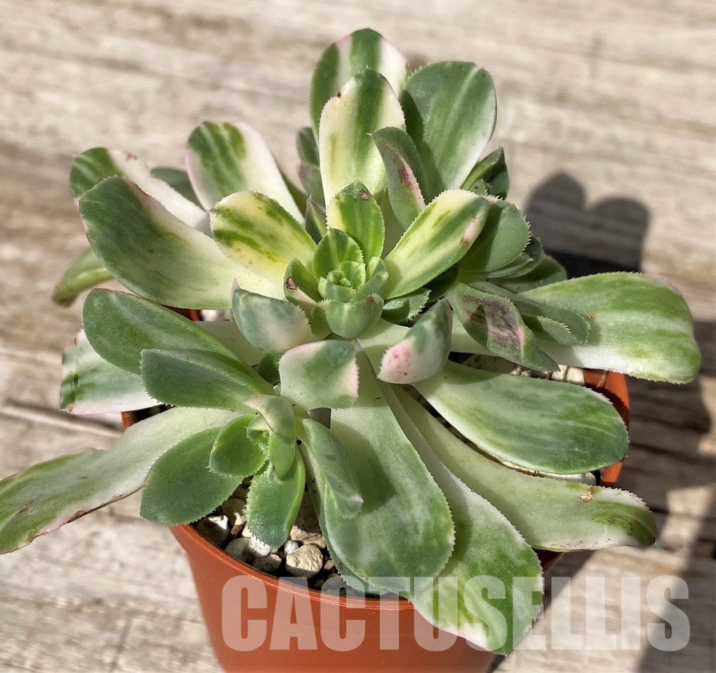 SH30467 Aeonium castello