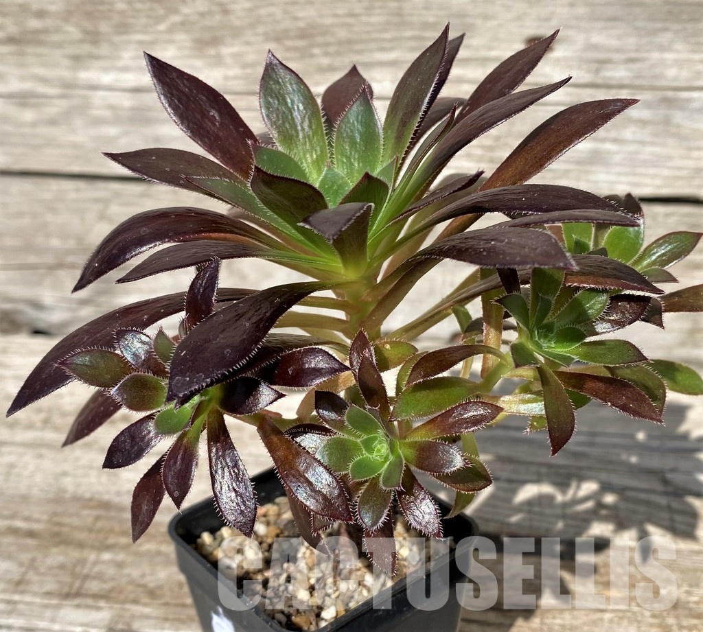 SH30415 Aeonium simsii x 'Zwartkop' - immagine 2