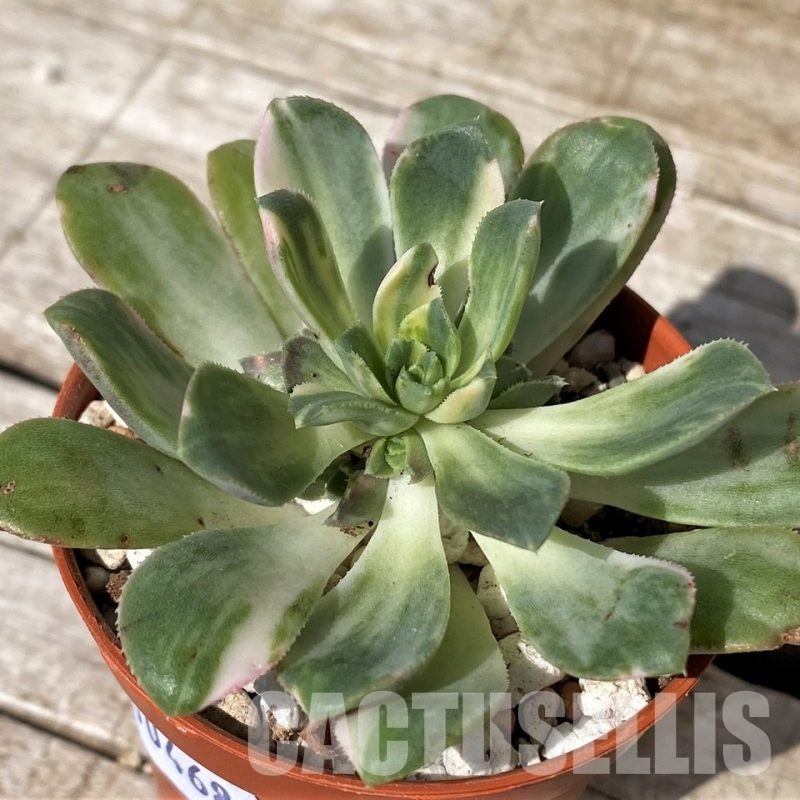 SH30468 Aeonium castello