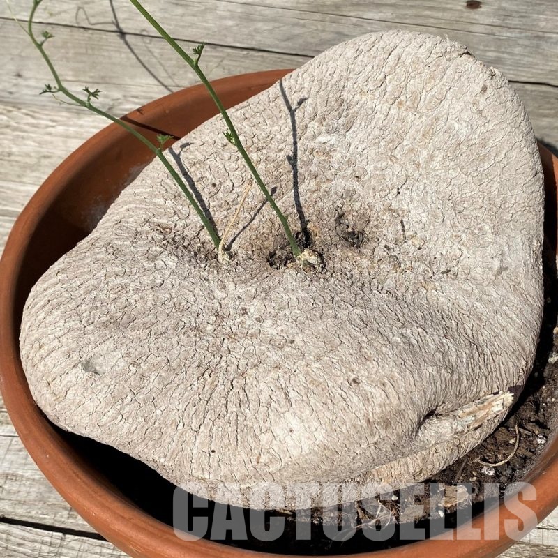 SH30470 Ibervillea lindheimeri