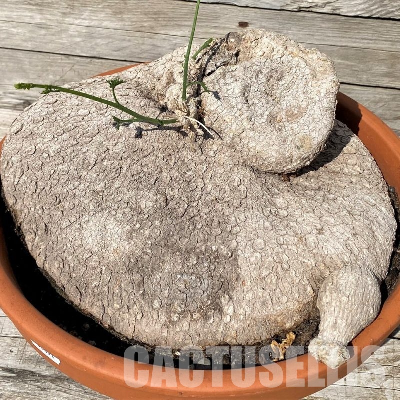 SH30471 Ibervillea lindheimeri