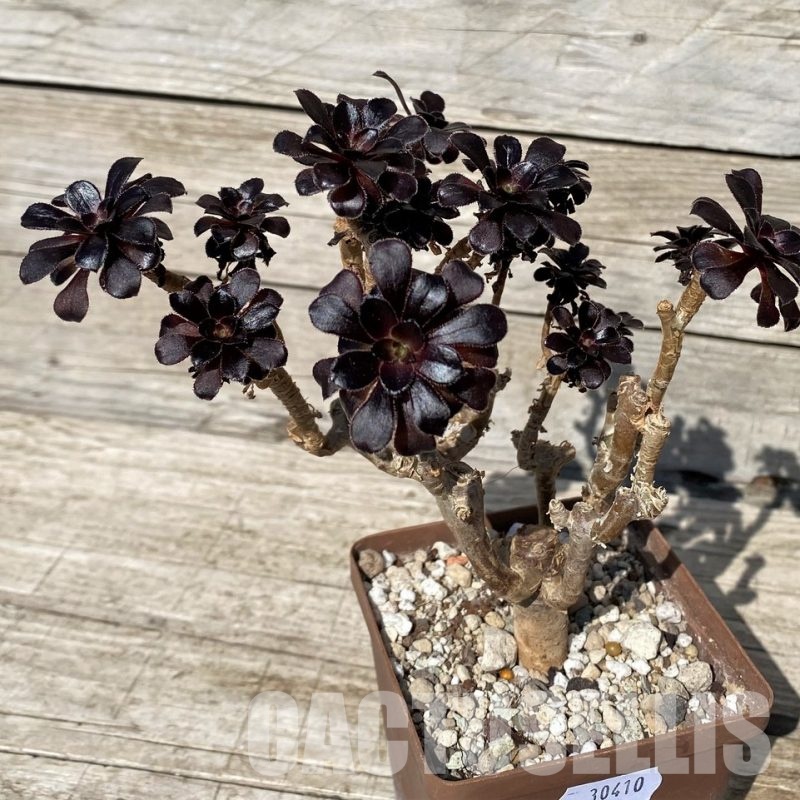 SH30410 Aeonium 'Schwarzkopf'
