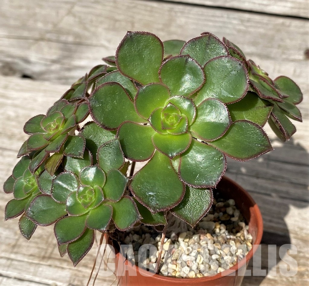 SH30416 Aeonium sp. - Image 2