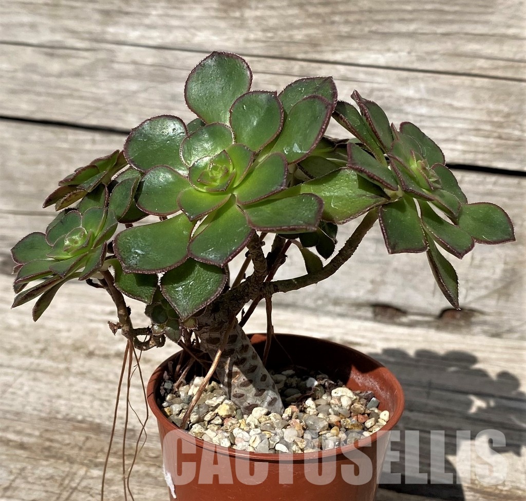 SH30416 Aeonium sp. - Image 3