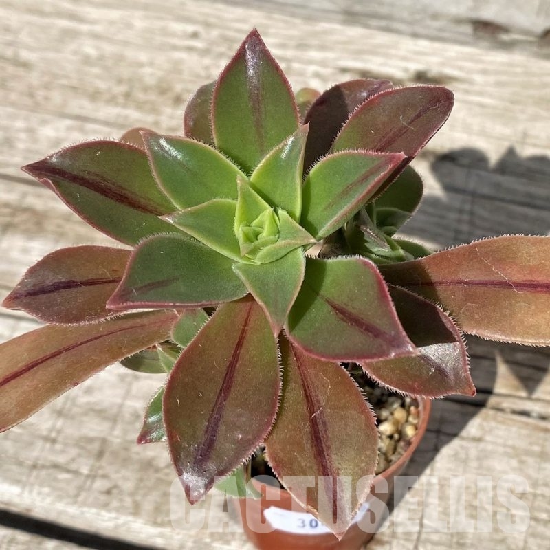 SH30417 Aeonium leucoblepharum