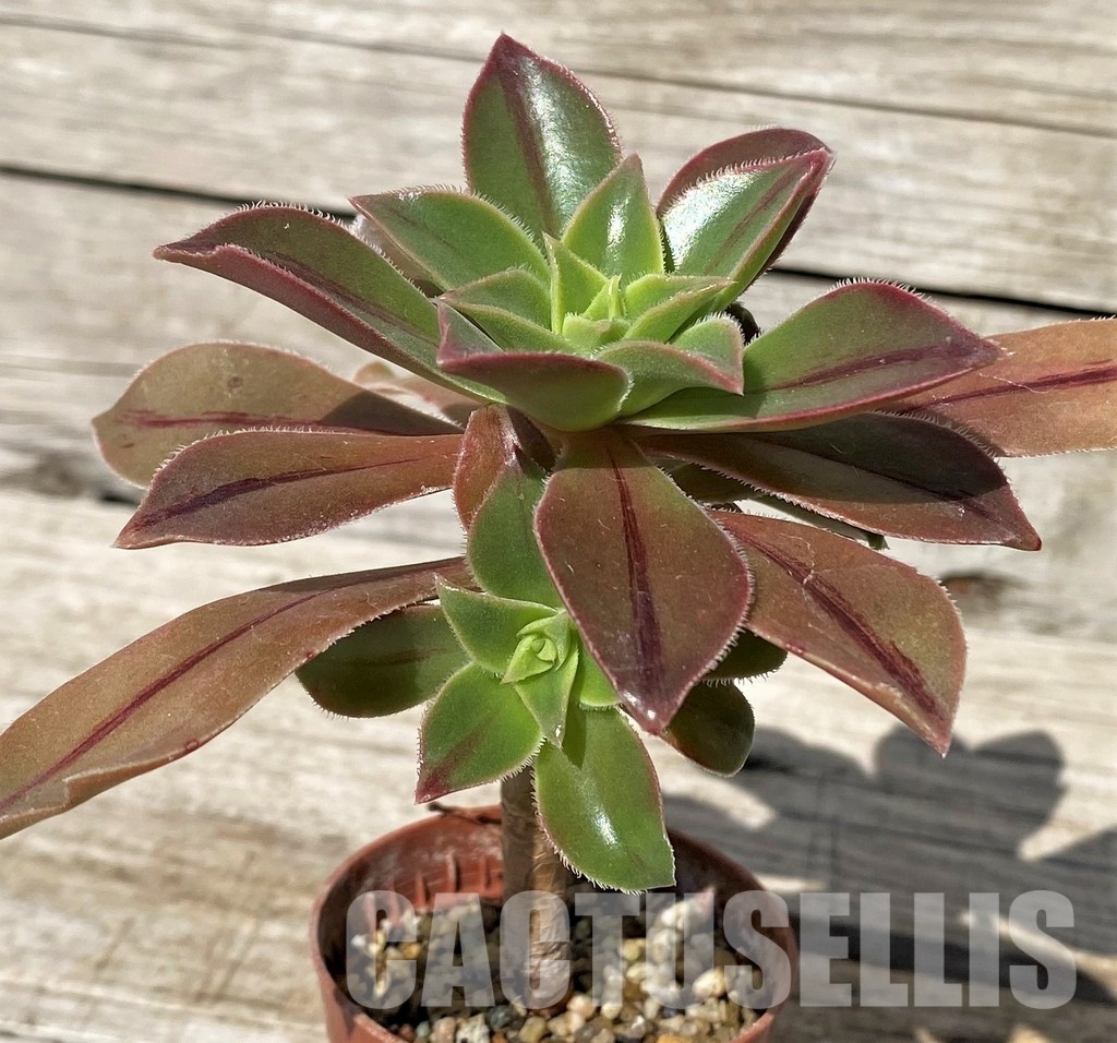 SH30417 Aeonium leucoblepharum – Image 2