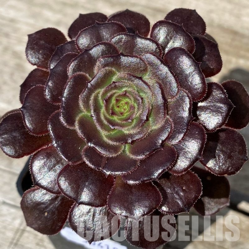 SH30418 Aeonium sp.