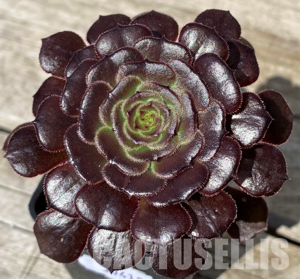 SH30418 Aeonium sp.