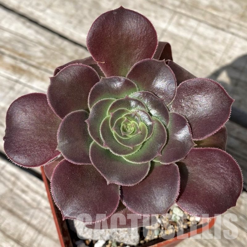 SH30419 Aeonium 'Velour'