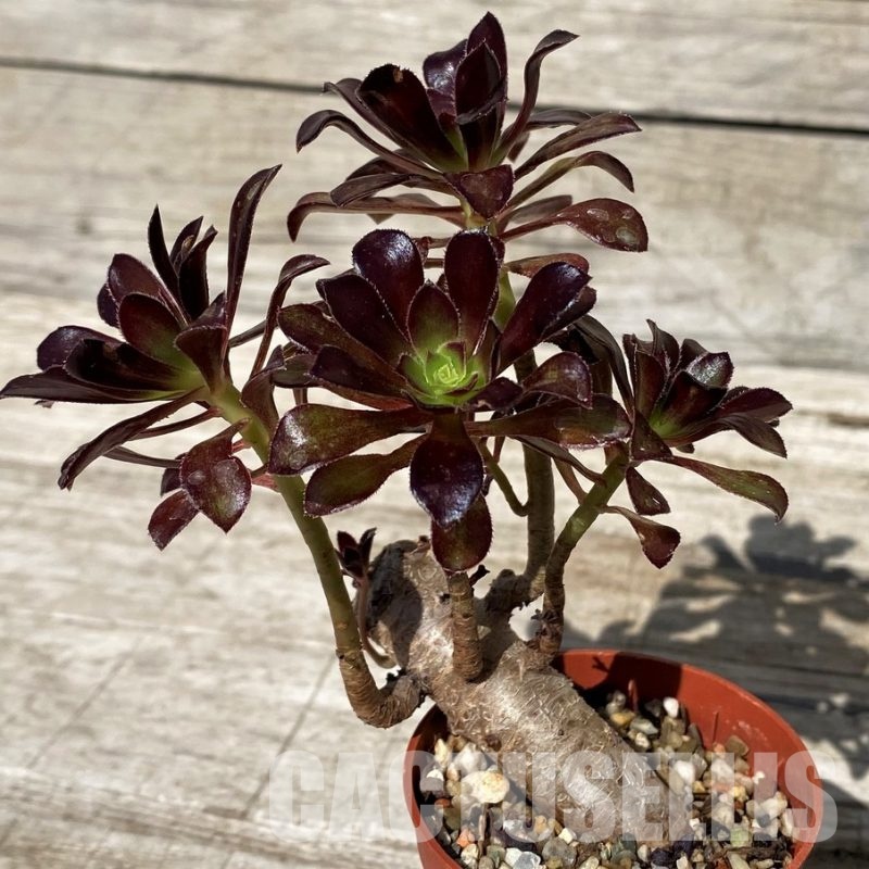 SH30420 Aeonium sp.