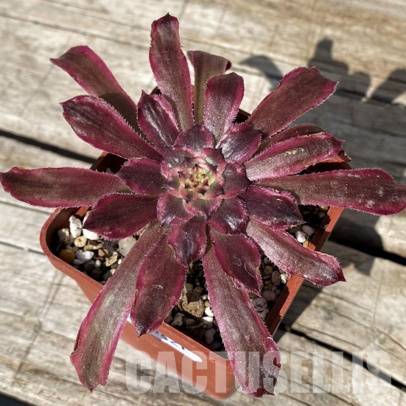 SH30421 Aeonium ‘Mardi Gras’