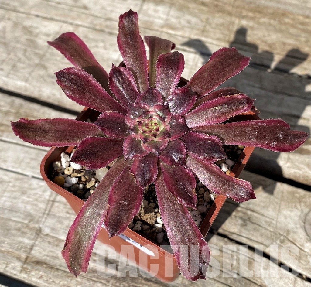 SH30421 Aeonium ‘Mardi Gras’