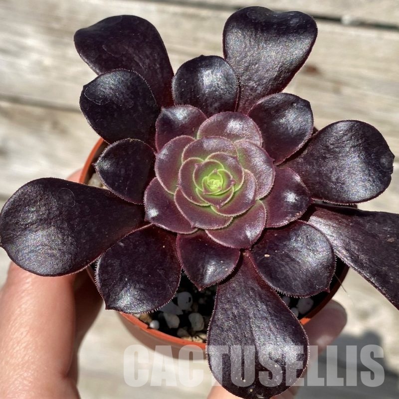 SH30422 Aeonium 'Velour'