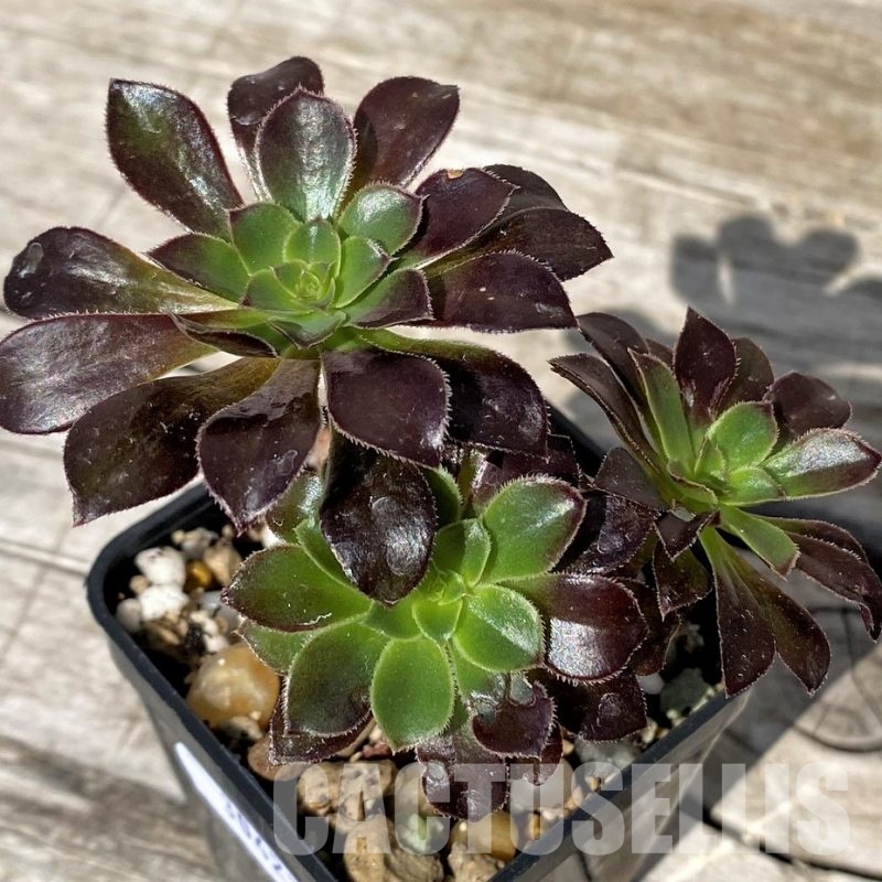 SH30423 Aeonium sp.