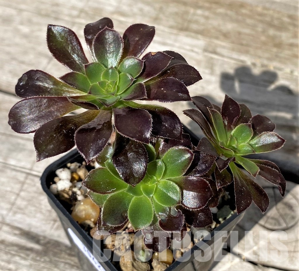 SH30423 Aeonium sp.