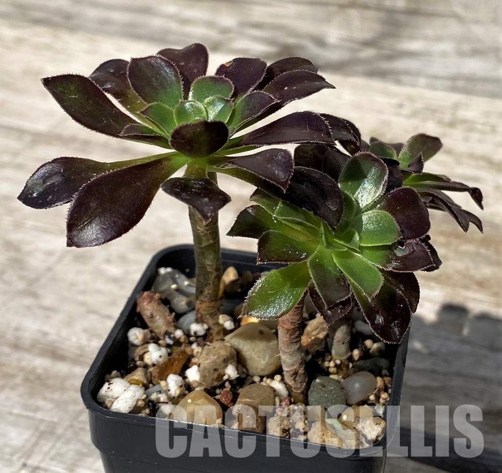 SH30423 Aeonium sp. - Image 2