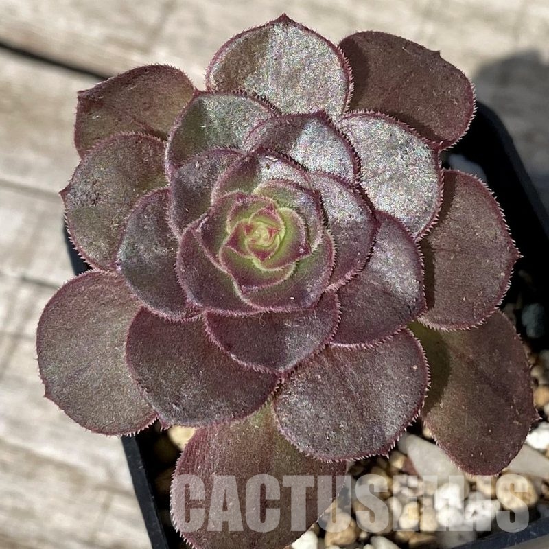 SH30424 Aeonium sp.