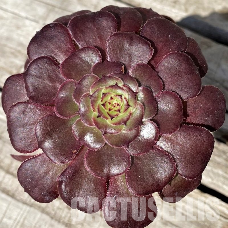SH30425 Aeonium sp.