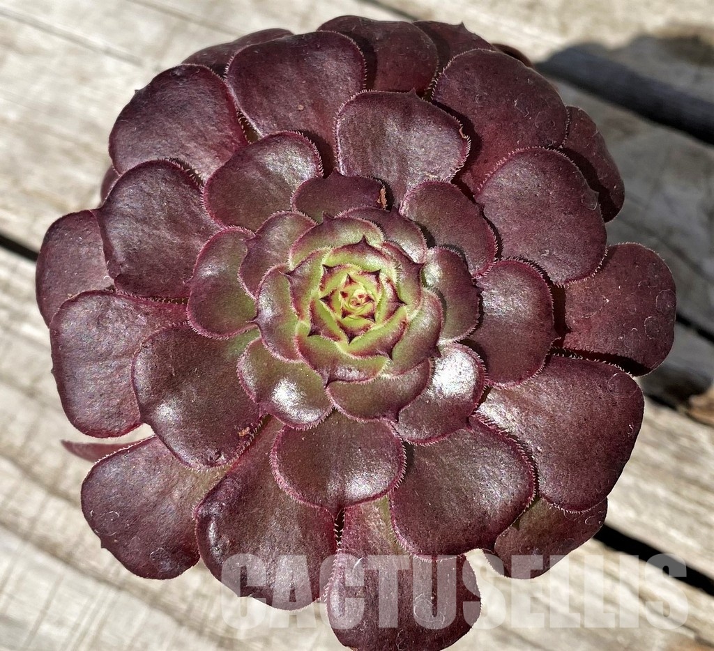 SH30425 Aeonium sp.