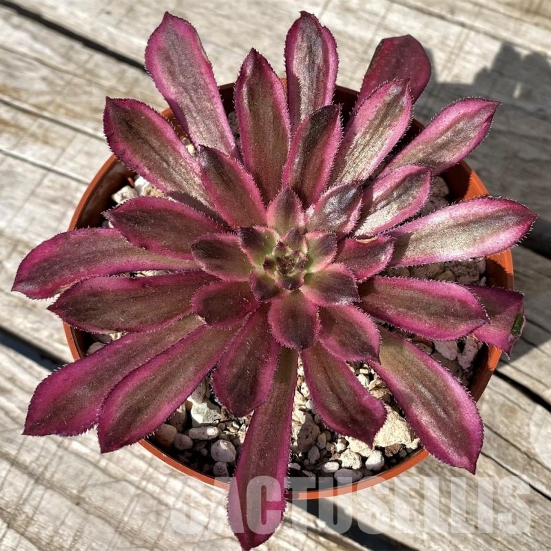 SH30426 Aeonium ‘Mardi Gras’