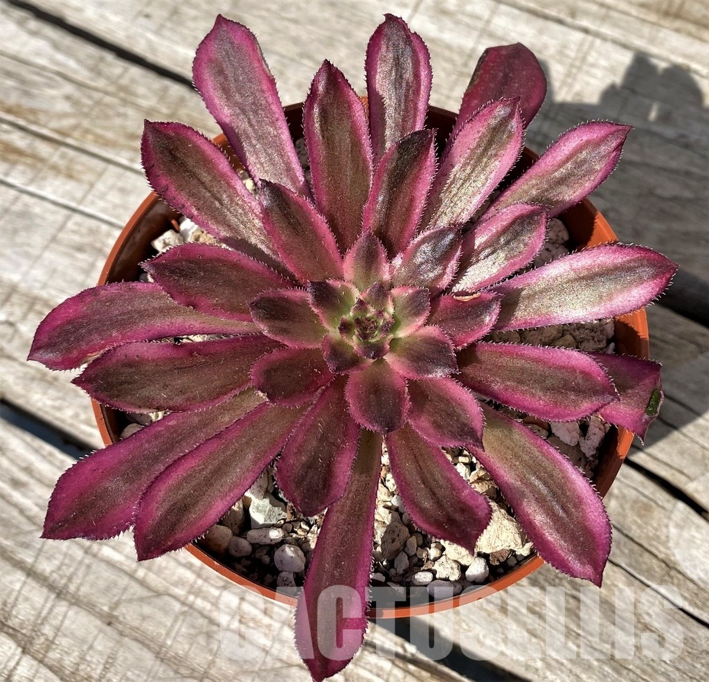 SH30426 Aeonium ‘Mardi Gras’