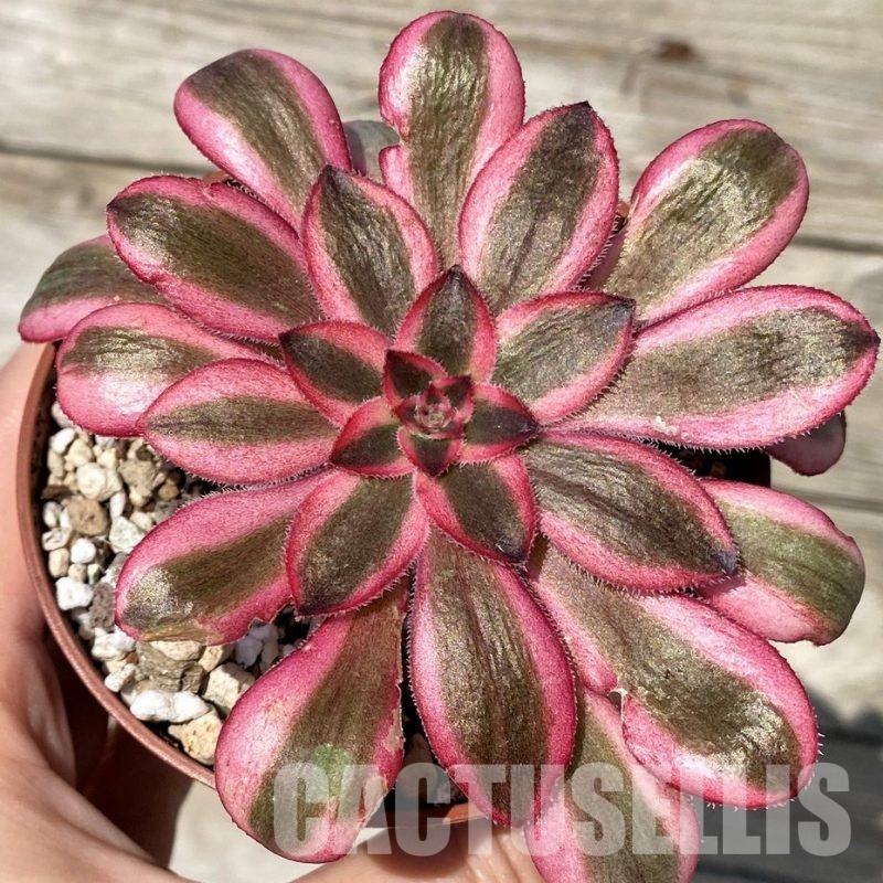 SH30427 Aeonium ‘Medusa’