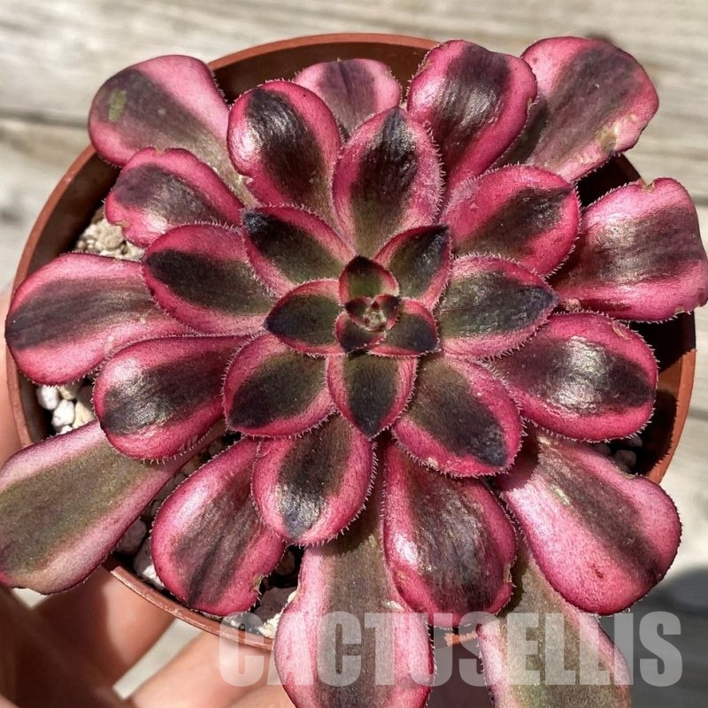 SH30428 Aeonium ‘Medusa’