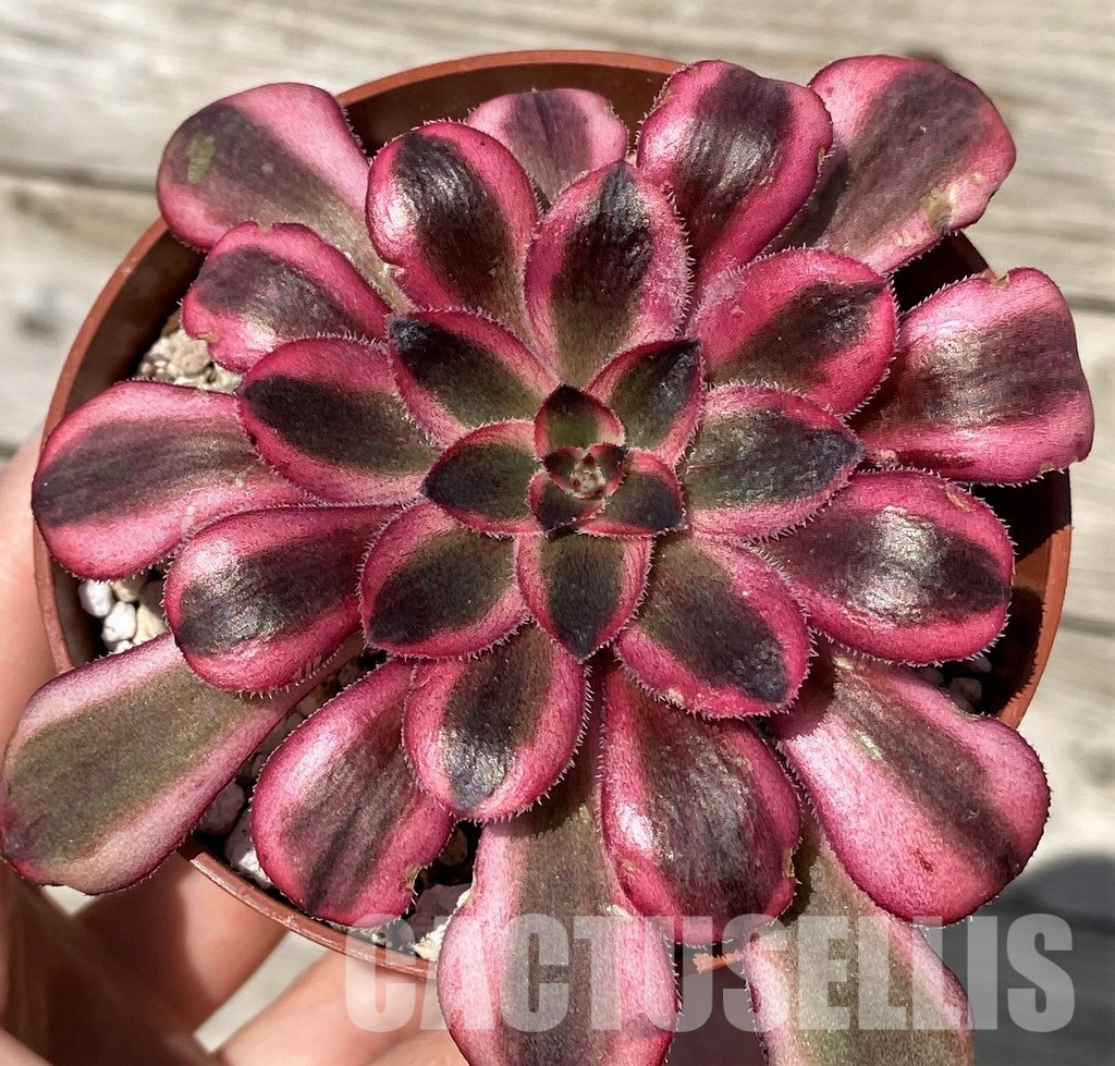 SH30428 Aeonium ‘Medusa’