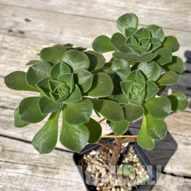 SH30411 Aeonium 'Ballerina'