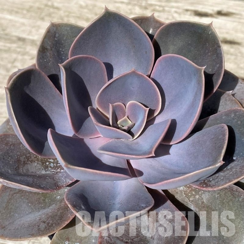 SH30429 Echeveria 'Perle Von Nurnberg'