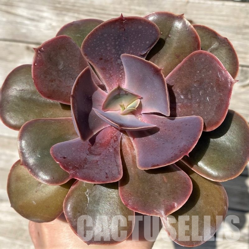 SH30430 Echeveria 'Fireball'