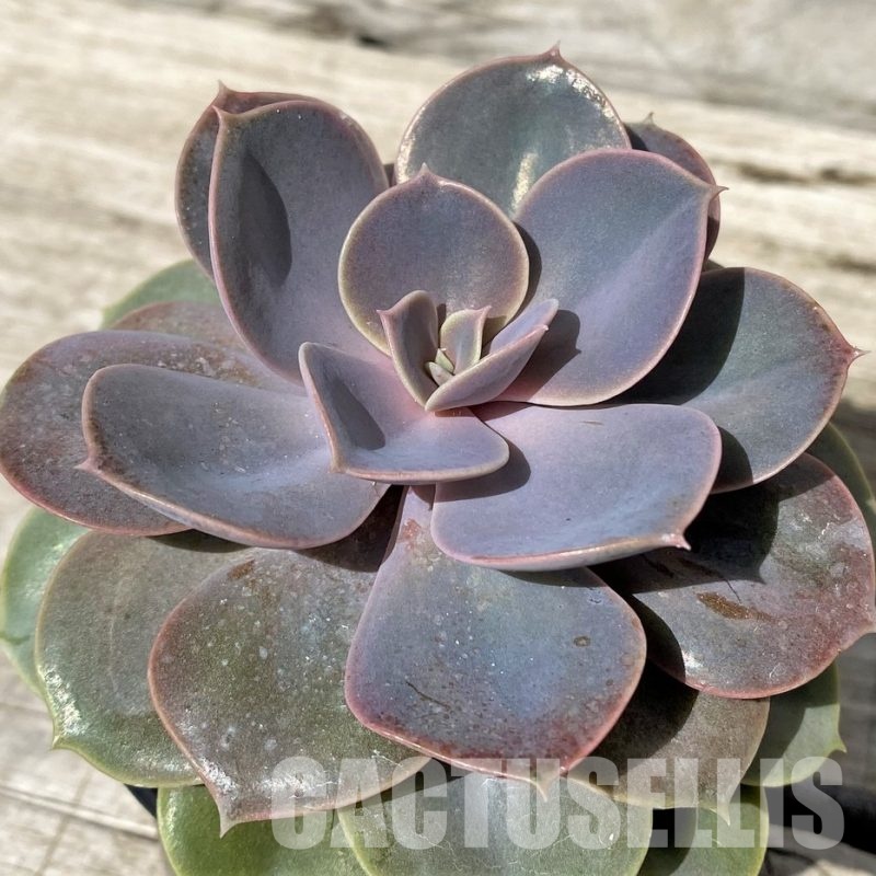 SH30431 Echeveria 'Perle Von Nurnberg'