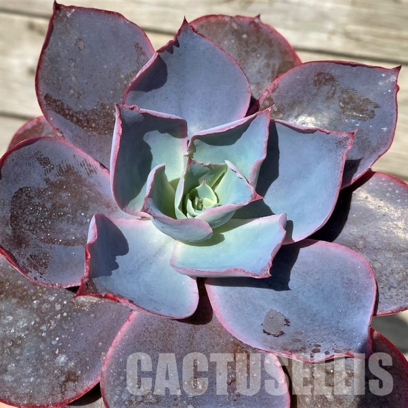SH30432 Echeveria 'Afterglow'