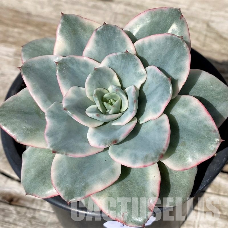 SH30433 Echeveria ‘Atlantis’ f. variegata