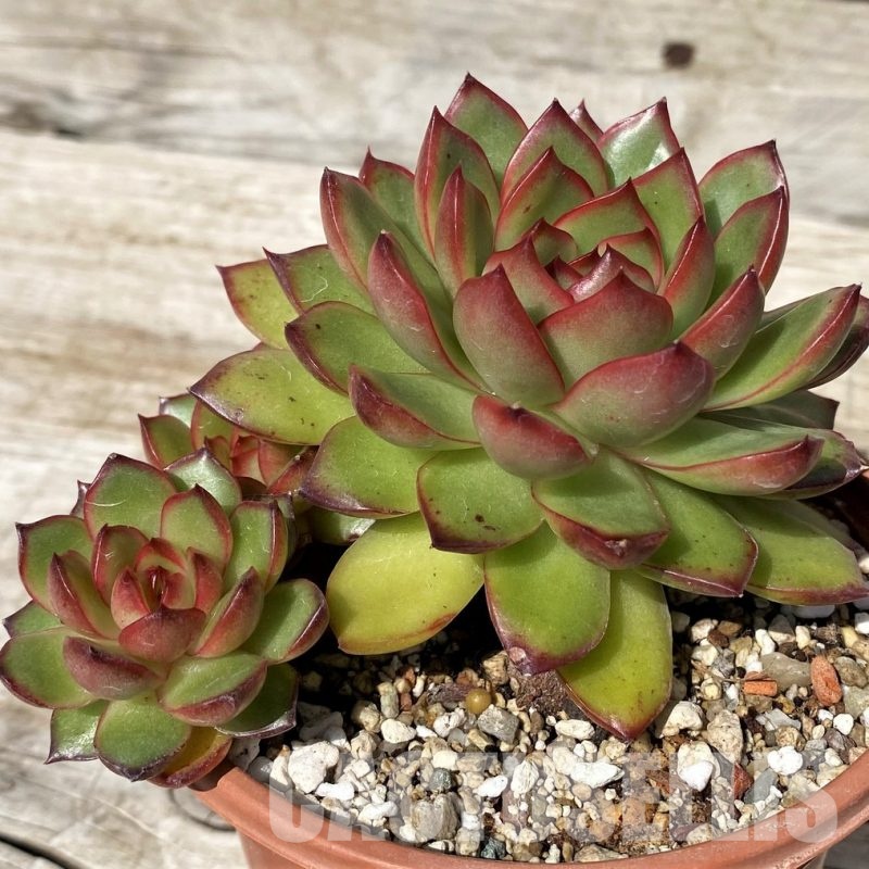 SH30434 Echeveria ‘Polaroid Anna’