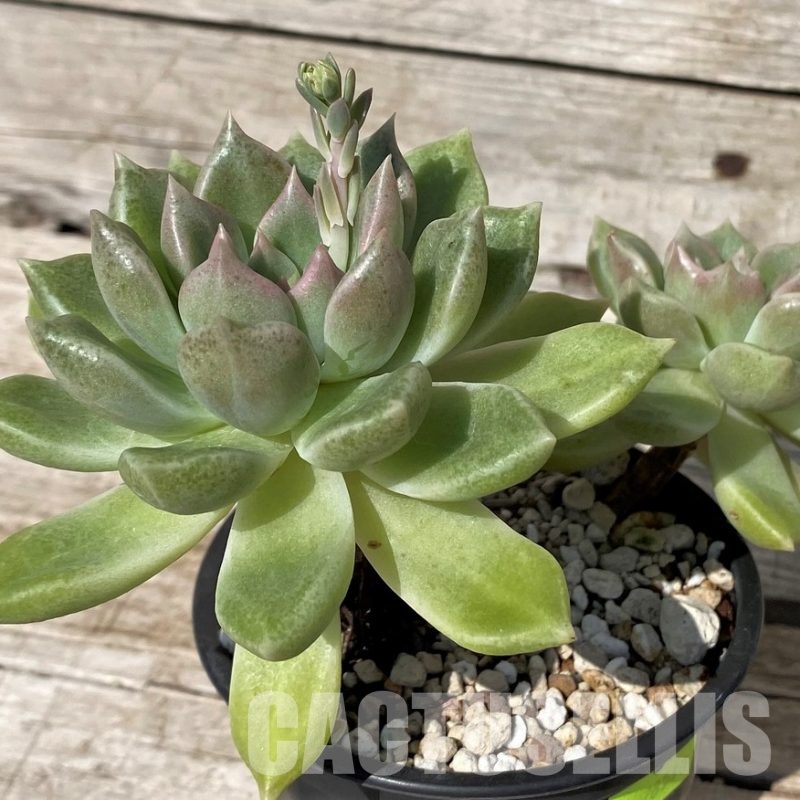 SH30435 Graptoveria 'Melody'