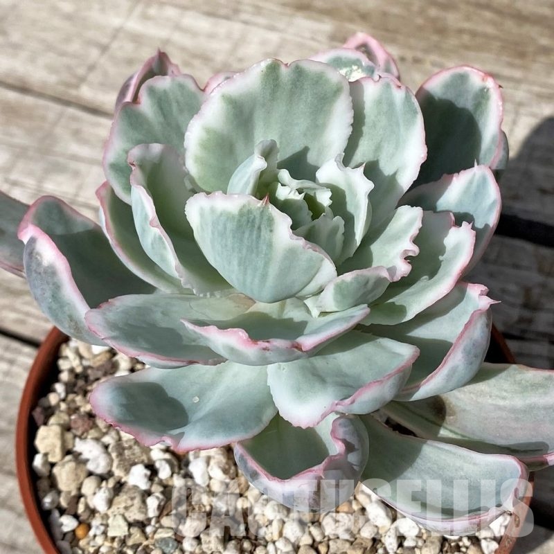 SH30436 Echeveria ‘Berkeley Light’